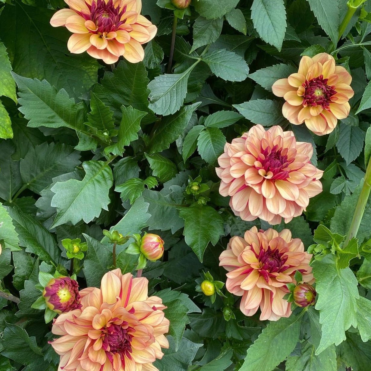 Creme de Cognac (VIP) Limit 1 - Mount Mera Botanical - Dahlia