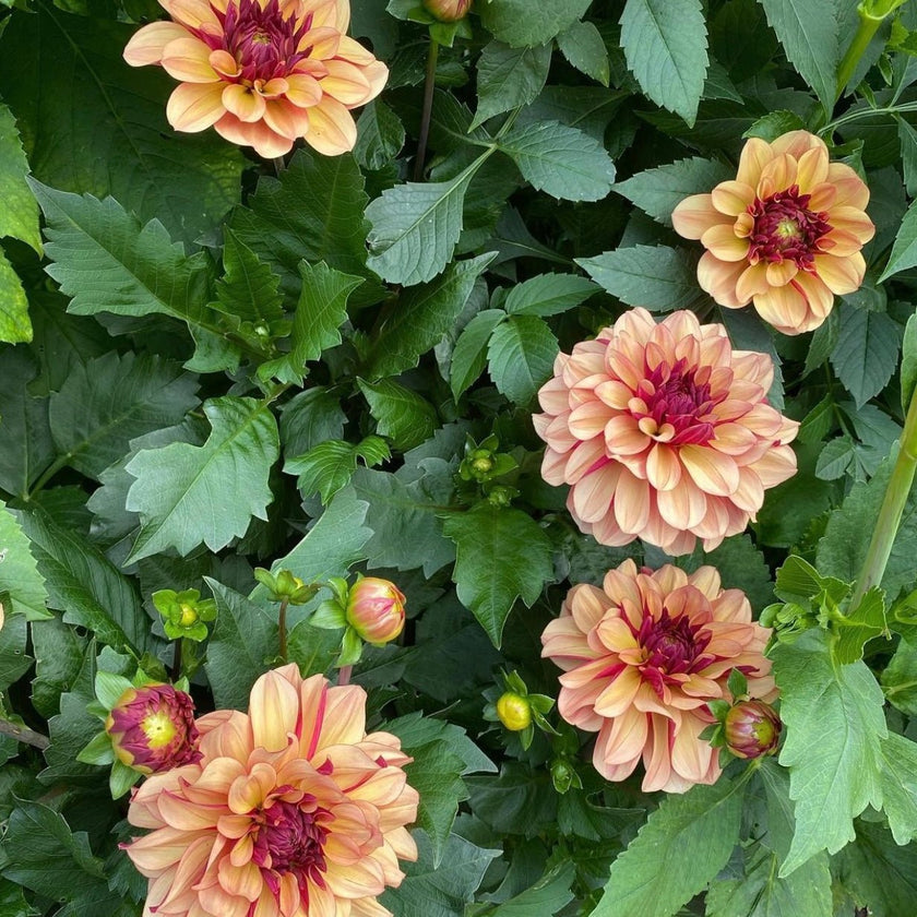Creme de Cognac (VIP) Limit 1 - Mount Mera Botanical - Dahlia