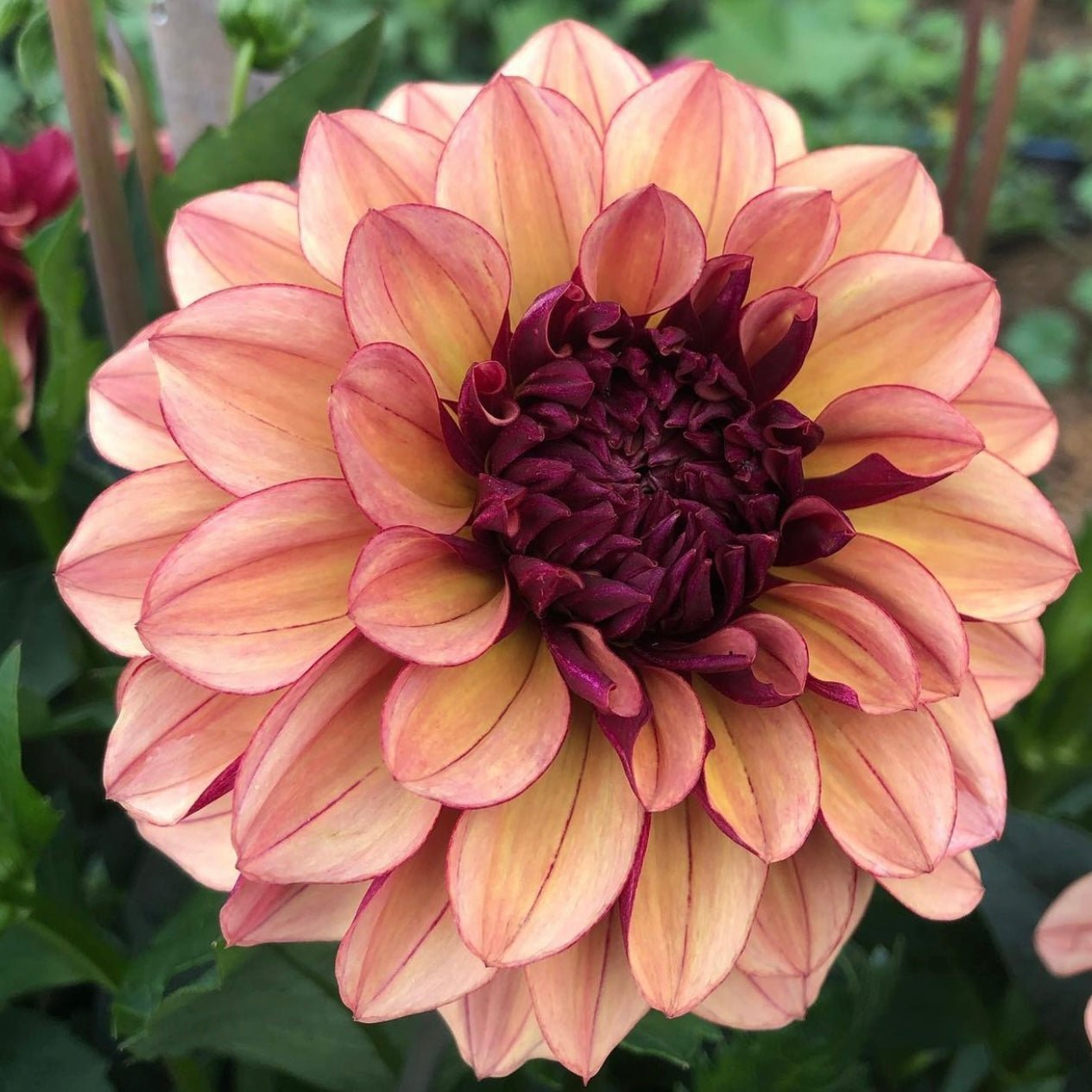 Creme de Cognac (VIP) Limit 1 - Mount Mera Botanical - Dahlia