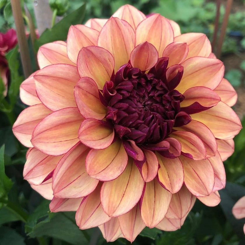 Creme de Cognac (VIP) Limit 1 - Mount Mera Botanical - Dahlia