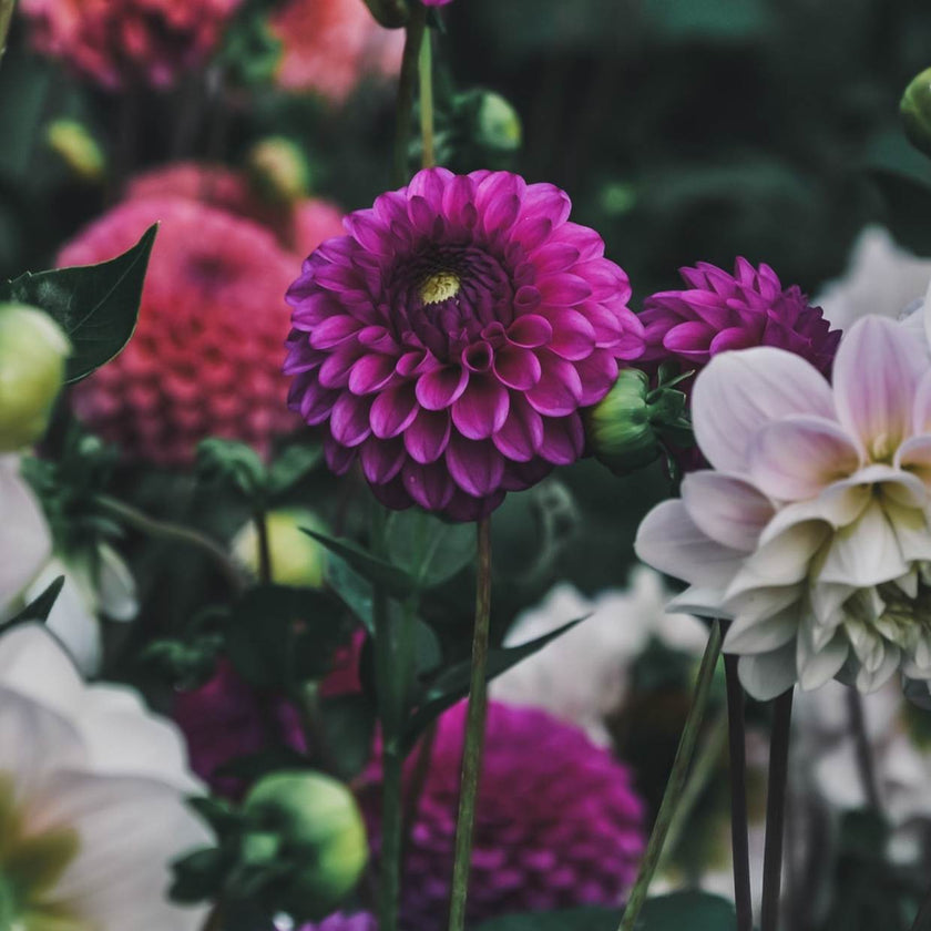 Cryfield Harmony - Mount Mera Botanical - Dahlia