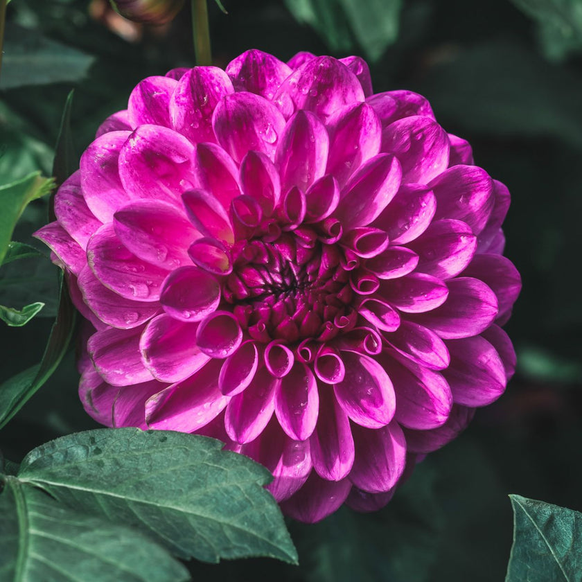 Cryfield Harmony - Mount Mera Botanical - Dahlia