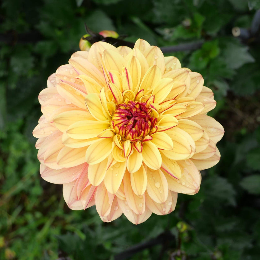 Dear Alexander - Mount Mera Botanical - Dahlia