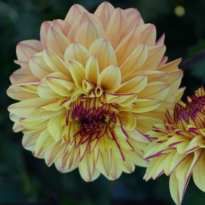 Dear Alexander - Mount Mera Botanical - Dahlia
