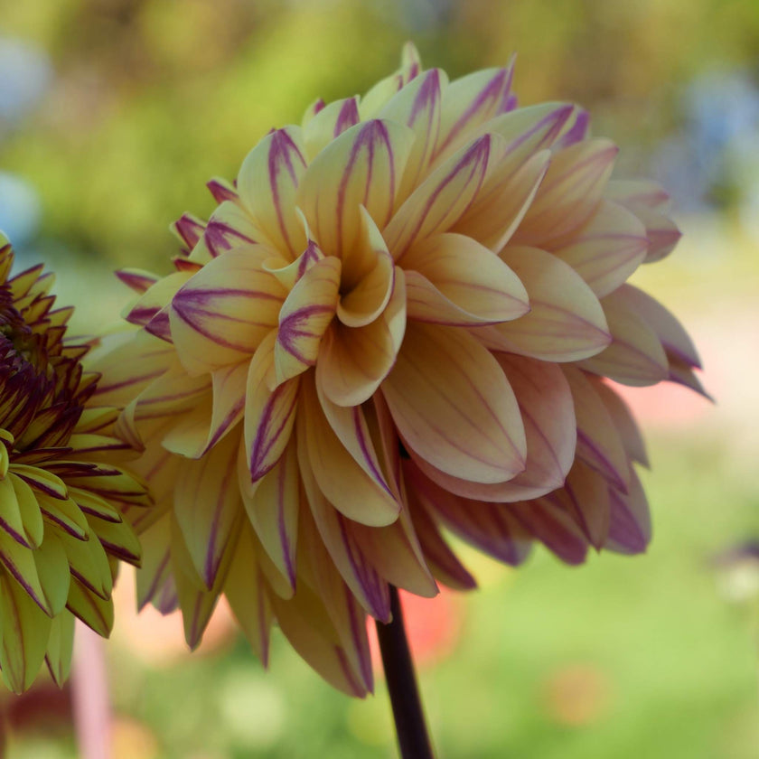 Dear Alexander - Mount Mera Botanical - Dahlia