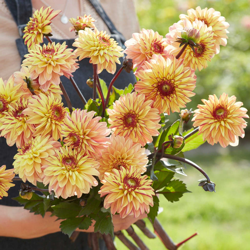 Dear Alexander* - Mount Mera Botanical - Dahlia