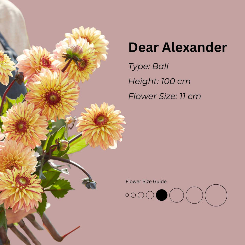 Dear Alexander* - Mount Mera Botanical - Dahlia
