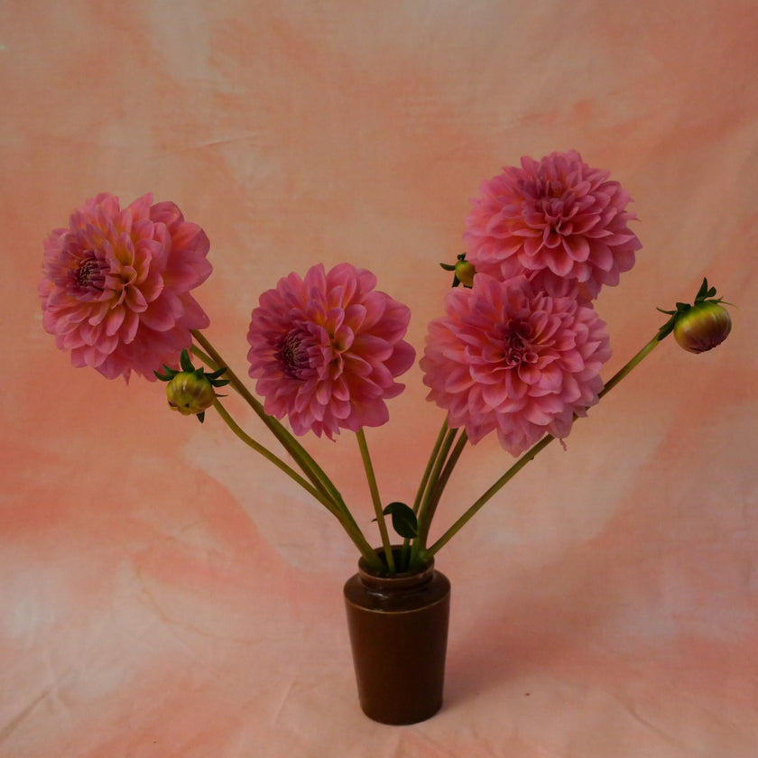 Doris Duke - Mount Mera Botanical - Dahlia
