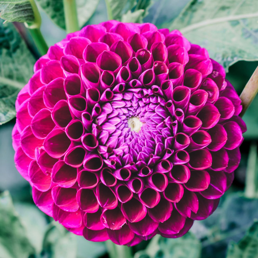 Downham Royal - Mount Mera Botanical - Dahlia