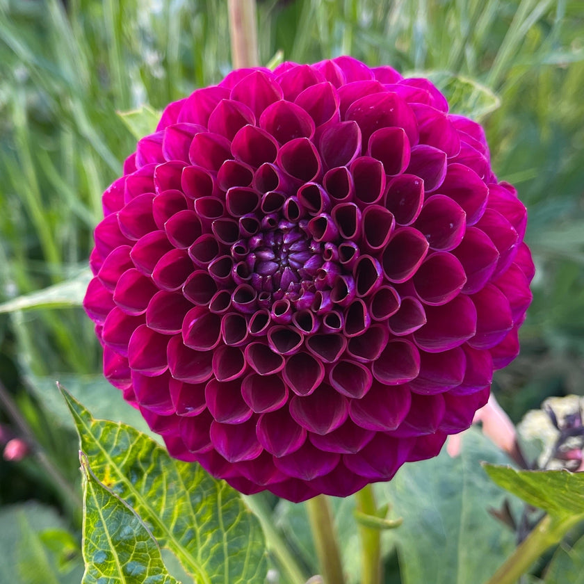 Downham Royal - Mount Mera Botanical - Dahlia