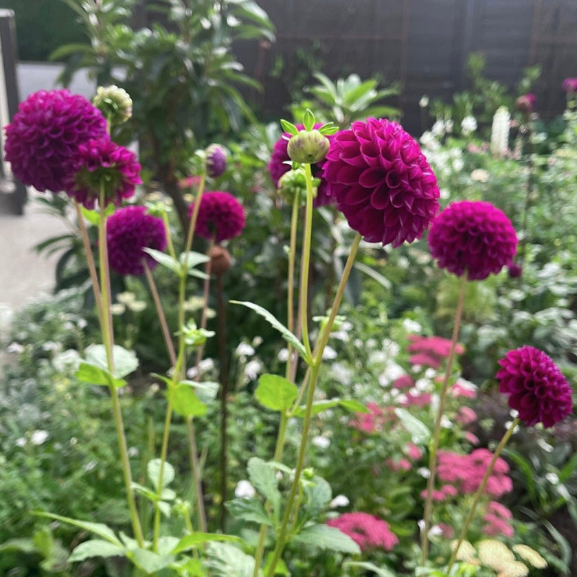 Downham Royal - Mount Mera Botanical - Dahlia