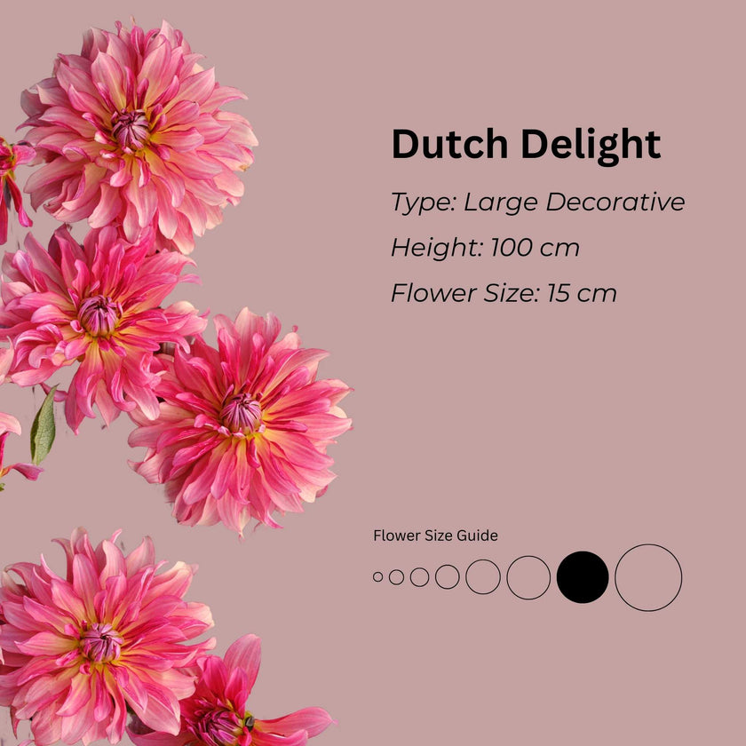 Dutch Delight * - Mount Mera Botanical - Dahlia