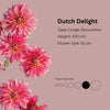Dutch Delight * - Mount Mera Botanical - Dahlia