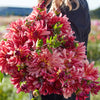 Dutch Delight * - Mount Mera Botanical - Dahlia