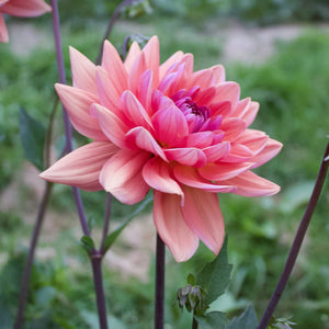 Dutch Pearl - Mount Mera Botanical - Dahlia