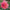 Dutch Pearl - Mount Mera Botanical - Dahlia