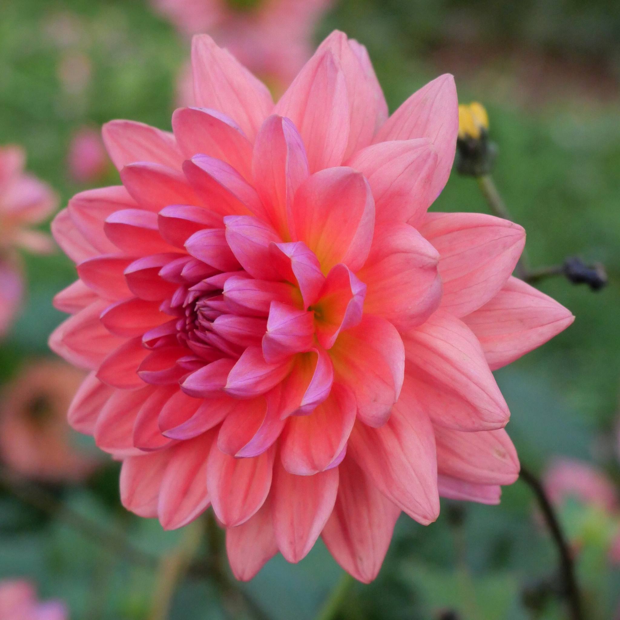 Dutch Pearl - Mount Mera Botanical - Dahlia