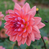 Dutch Pearl - Mount Mera Botanical - Dahlia