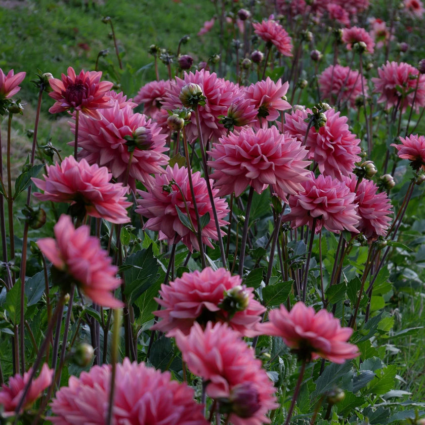 Dutch Pearl - Mount Mera Botanical - Dahlia