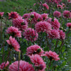 Dutch Pearl - Mount Mera Botanical - Dahlia