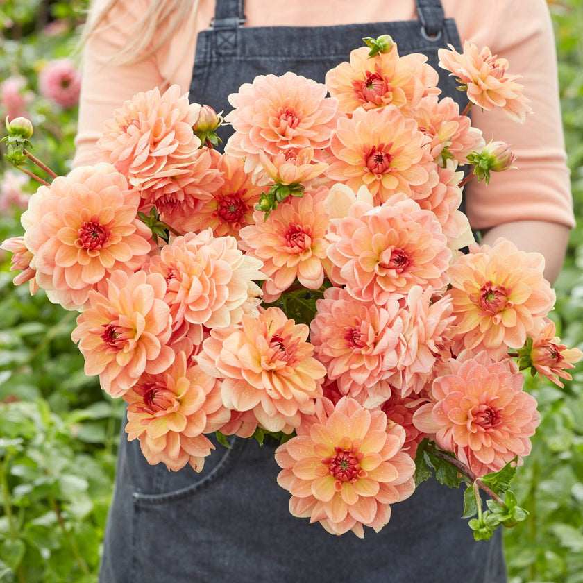 Elegant Lady - Mount Mera Botanical - Dahlia