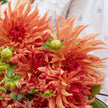 Erpeler Ley - Mount Mera Botanical - Dahlia