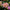 Fairway Pilot - Mount Mera Botanical - Dahlia
