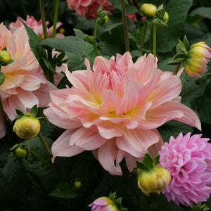 Fairway Pilot - Mount Mera Botanical - Dahlia