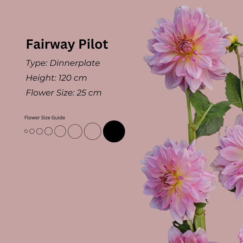 Fairway Pilot* - Mount Mera Botanical - Dahlia