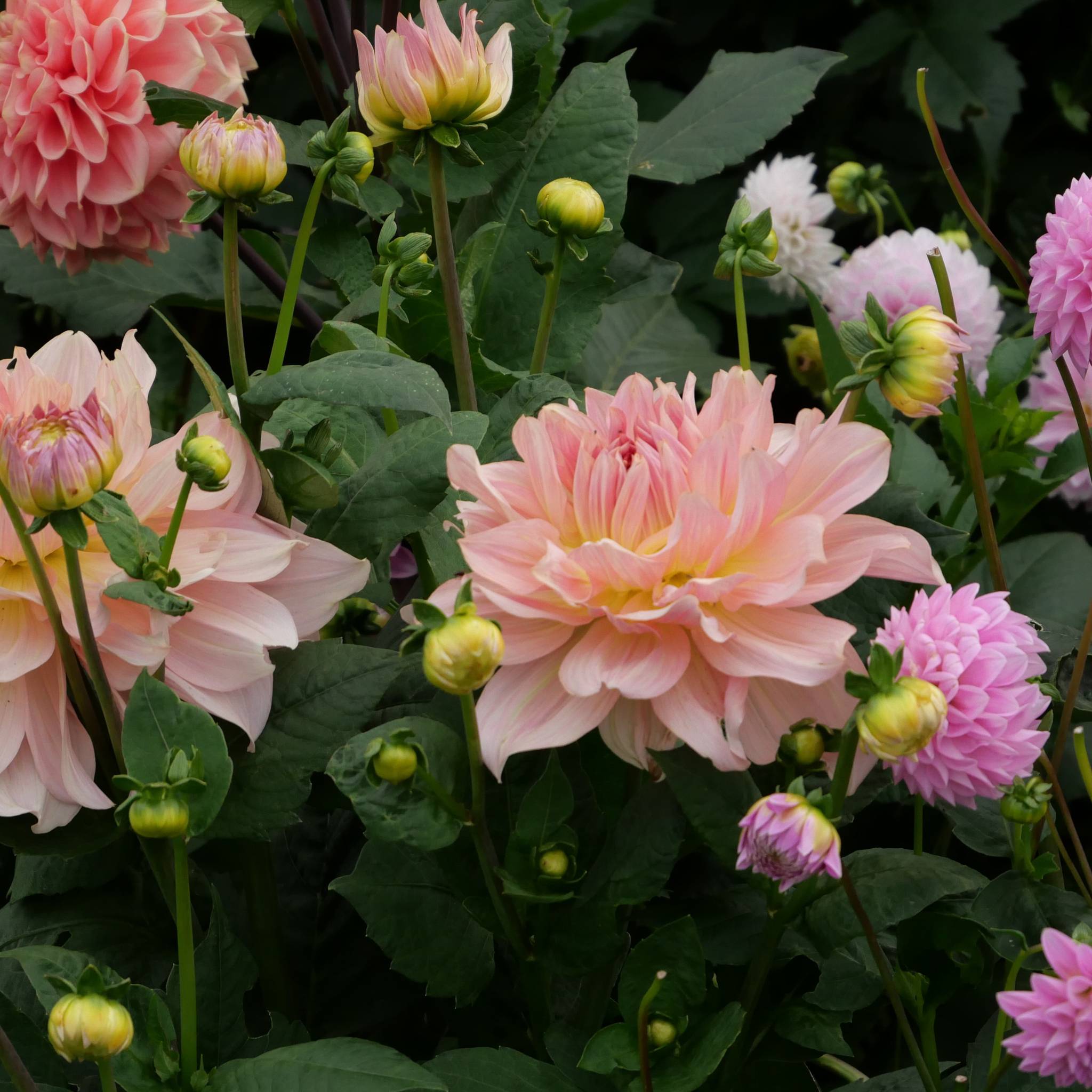 Fairway Pilot - Mount Mera Botanical - Dahlia