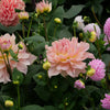 Fairway Pilot - Mount Mera Botanical - Dahlia