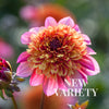 Floorinoor - Mount Mera Botanical - Dahlia