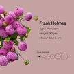 Frank Holmes * - Mount Mera Botanical - Dahlia