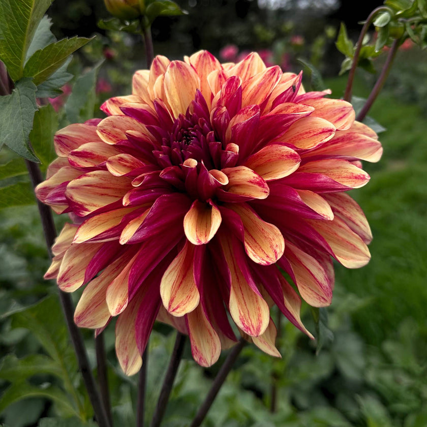 Gitt's Crazy - Mount Mera Botanical - Dahlia