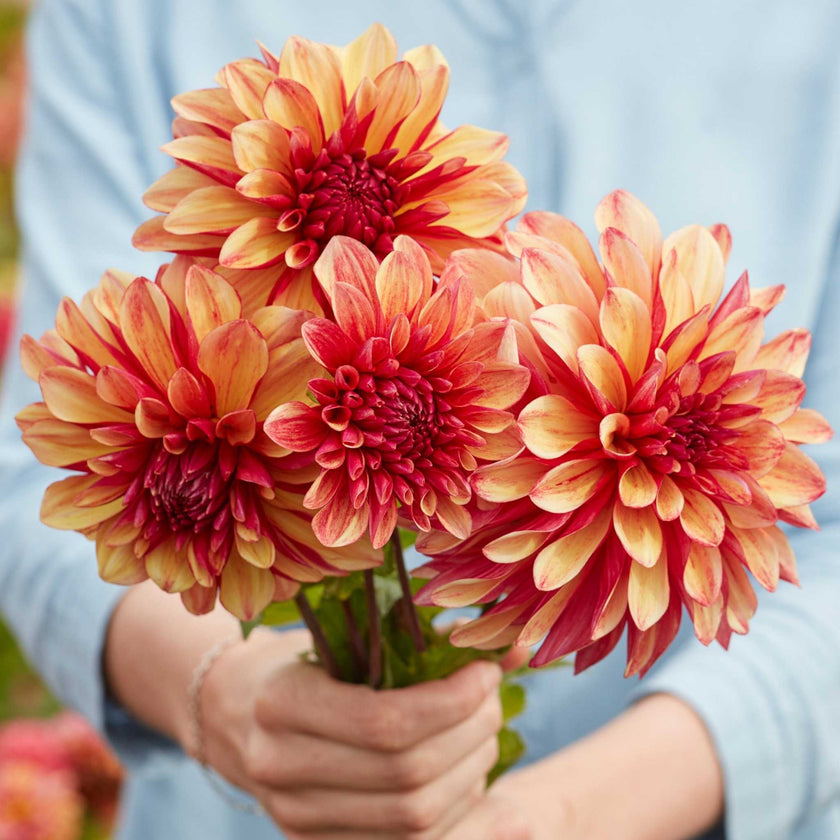 Gitt's Crazy * - Mount Mera Botanical - Dahlia