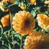 Golden Sceptre (VIP) Limit 1 - Mount Mera Botanical - Dahlia