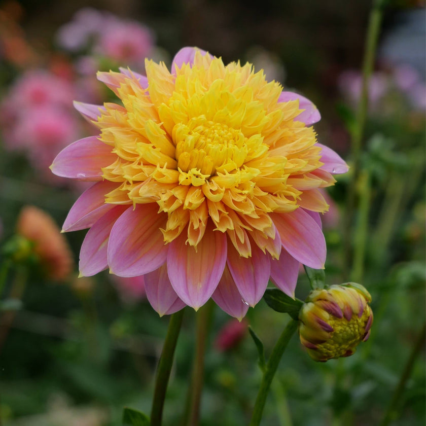Goldie Gull - Mount Mera Botanical - Dahlia
