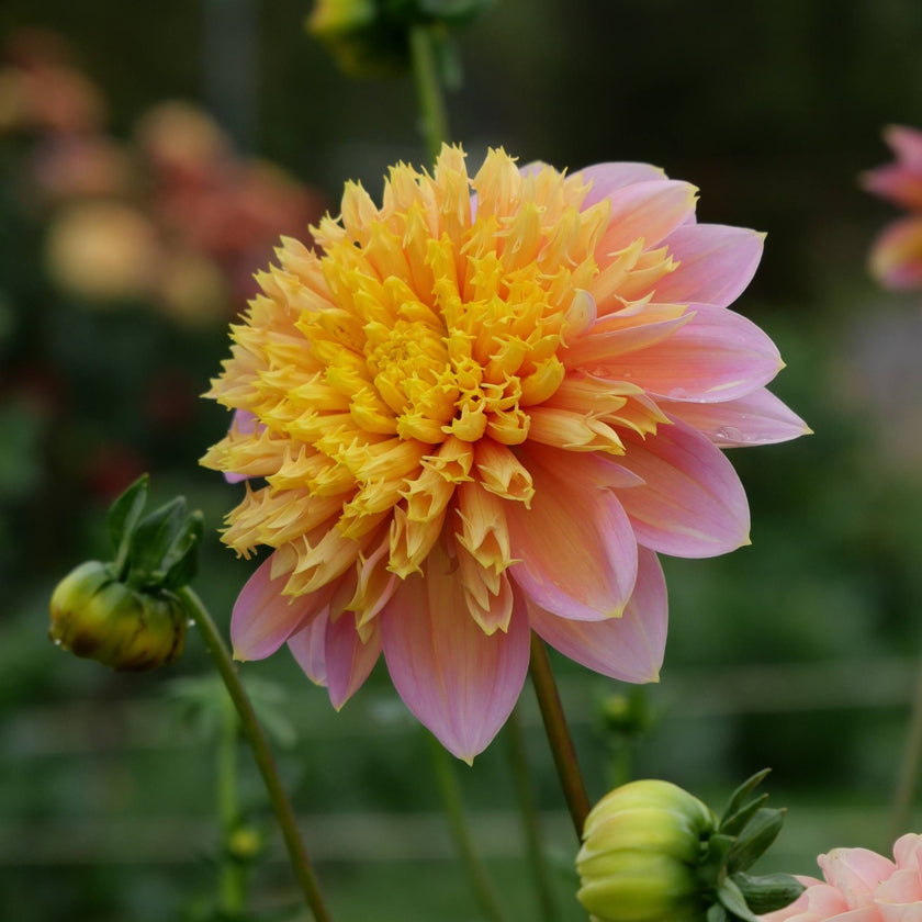 Goldie Gull - Mount Mera Botanical - Dahlia