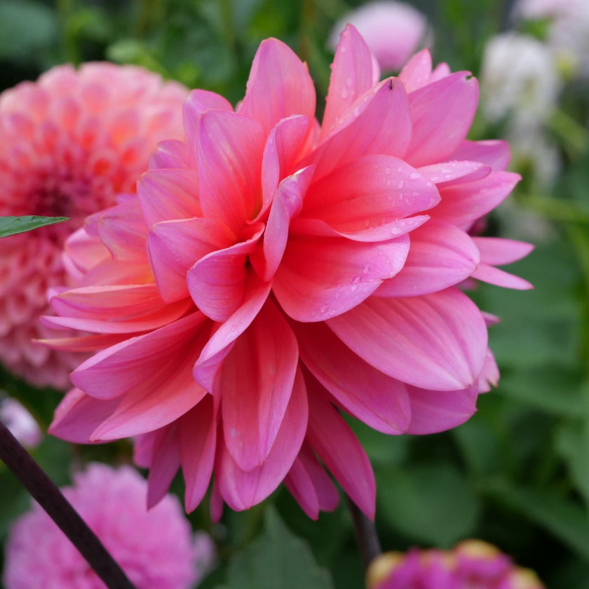 Great Silence - Mount Mera Botanical - Dahlia