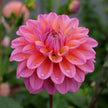 Great Silence - Mount Mera Botanical - Dahlia