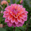 Great Silence - Mount Mera Botanical - Dahlia