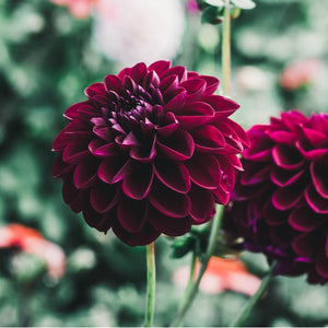 Gypsy Night (VIP) Limit 1 - Mount Mera Botanical - Dahlia