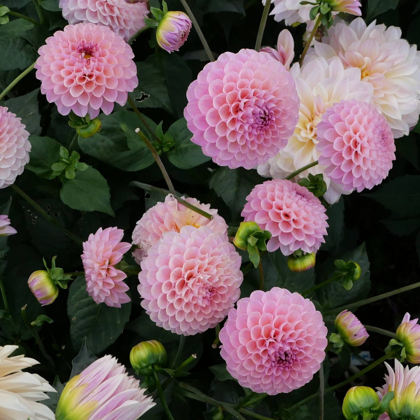 Hamari Rose - Mount Mera Botanical - Dahlia