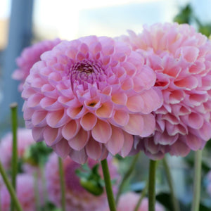 Hamari Rose - Mount Mera Botanical - Dahlia