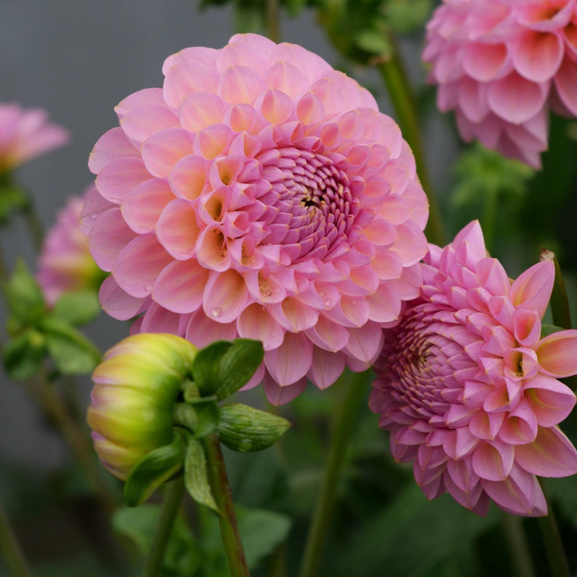 Hamari Rose - Mount Mera Botanical - Dahlia