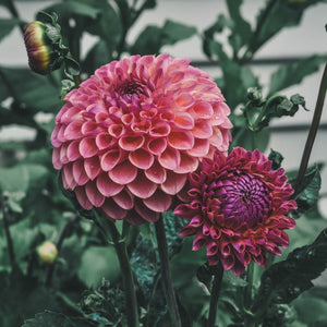 Hapet Coppery - Mount Mera Botanical - Dahlia