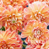 Hapet Harmony - Mount Mera Botanical - Dahlia
