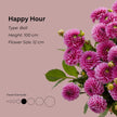 Happy Hour* - Mount Mera Botanical - Dahlia