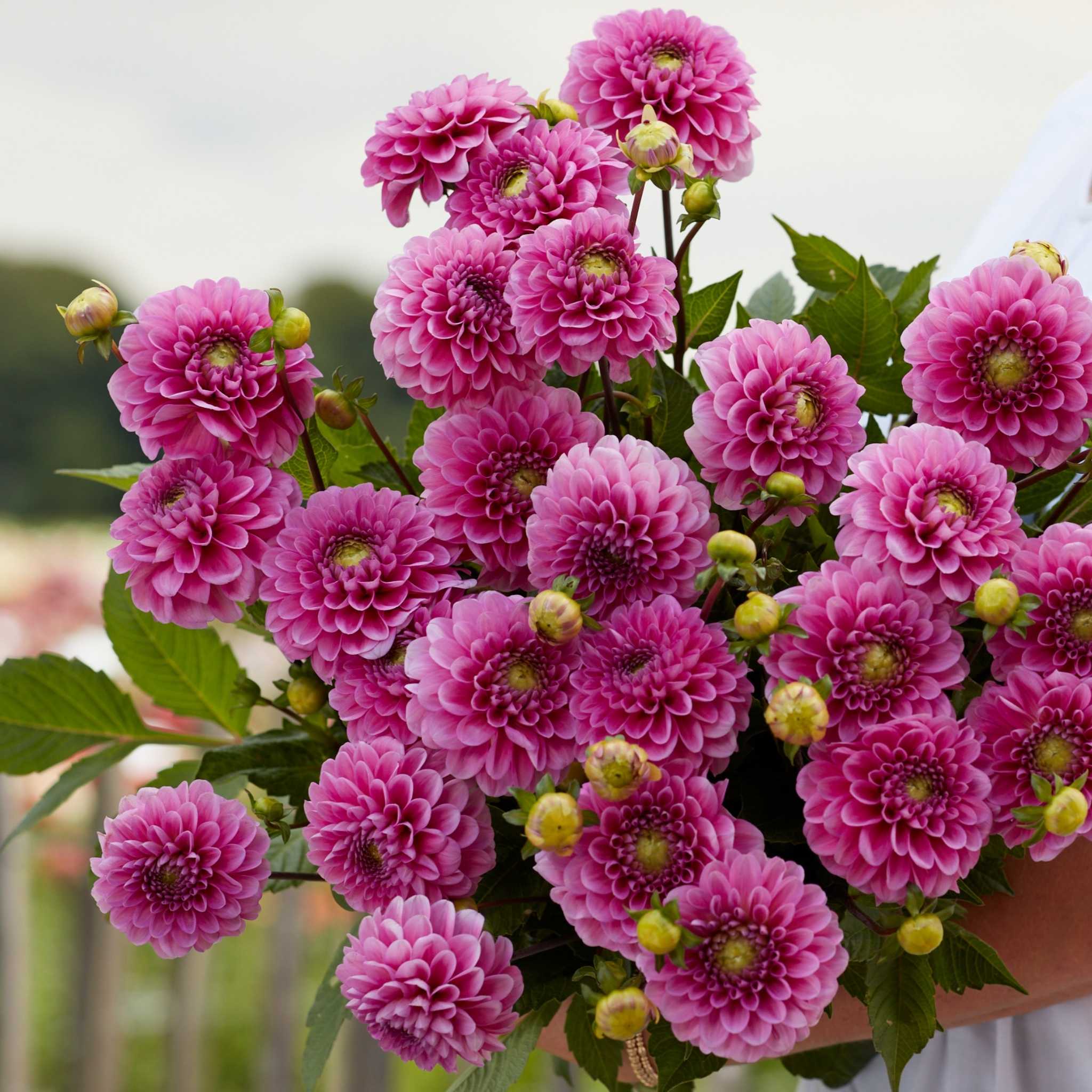 Happy Hour* - Mount Mera Botanical - Dahlia