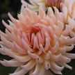Henriette - Mount Mera Botanical - Dahlia